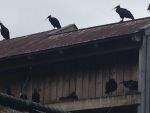 IMG_7751.JPG