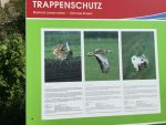IMG_5494.JPG