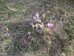 IMG_4239.JPG