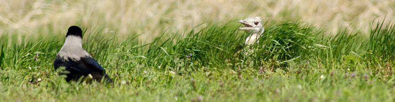  DSC0721-Henne+Krähe