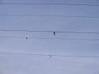 000-IMG_6480.jpg.small.jpeg