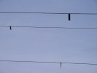 001-IMG_6481.jpg.small.jpeg