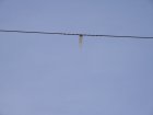 006-IMG_6486.jpg.small.jpeg
