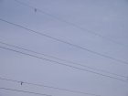 010-IMG_6490.jpg.small.jpeg
