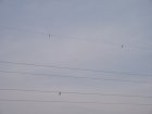 068-IMG_6553.jpg.small.jpeg