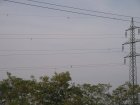073-IMG_6559.jpg.small.jpeg