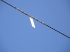 015-EGG-JET Vogelwarnfahne weiss montiert_01 20071023.jpg.small.jpeg