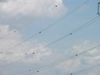 003-DSCN5174.JPG.small.jpeg