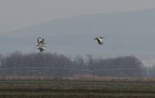 004-IMG_6347upr.jpg.small.jpeg