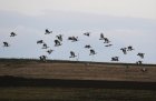 014-IMG_6826upr.jpg.small.jpeg
