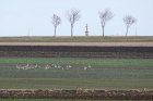 015-IMG_6845upr.jpg.small.jpeg