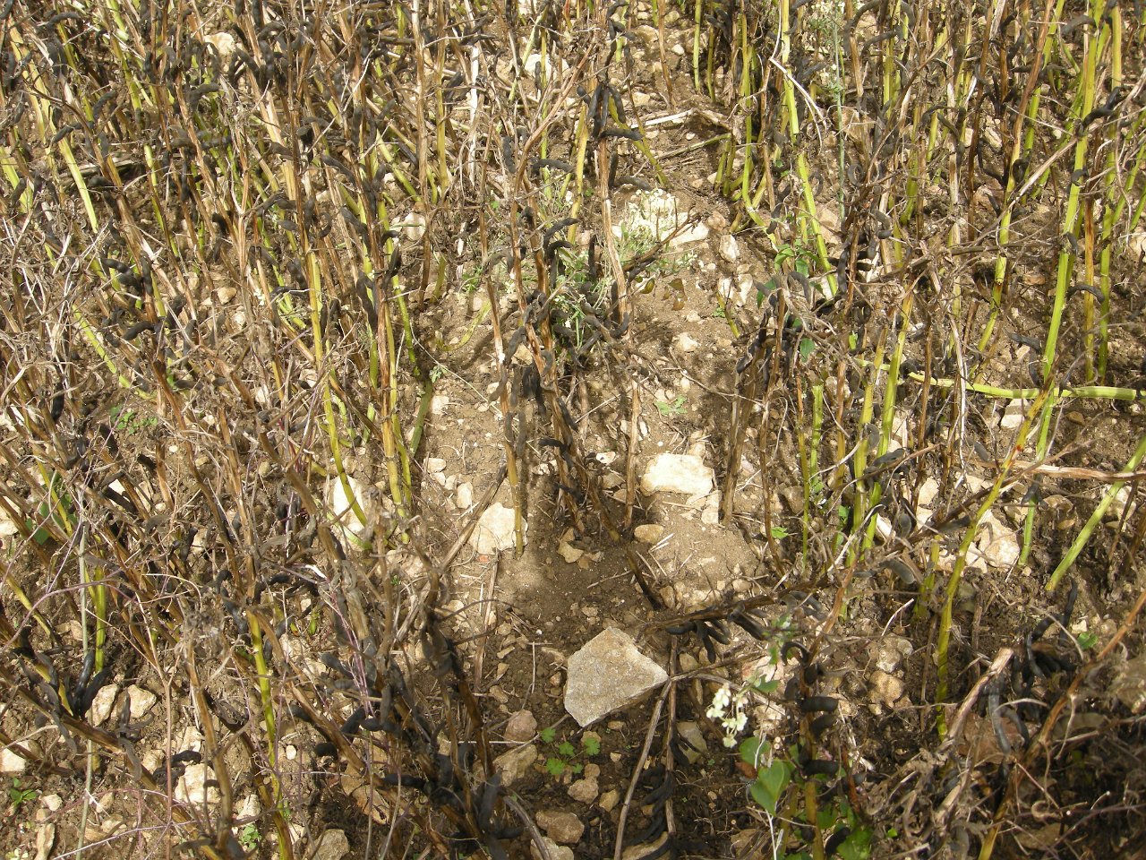 DSCN3389