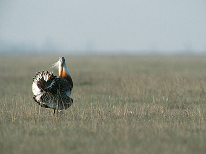 Alert male