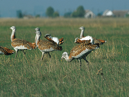 Flock of males