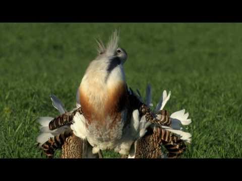 Thumbnail of the video